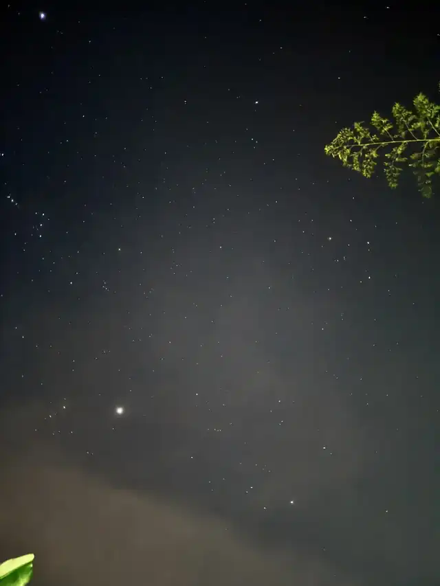 El cielo oscuro sobre el bambú.